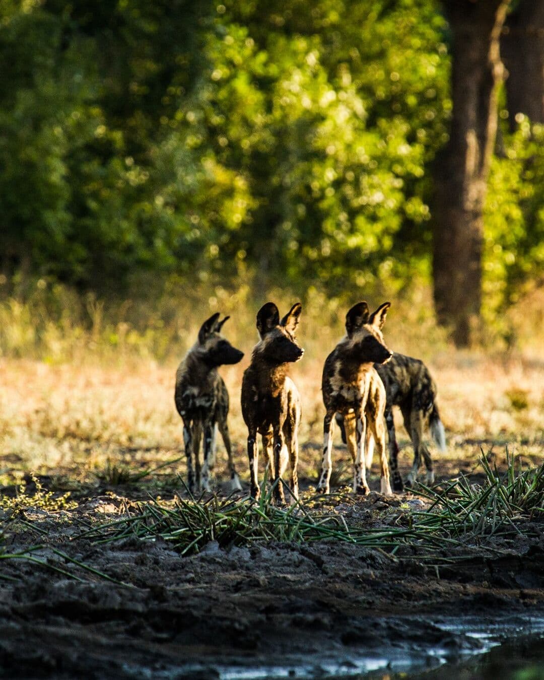 Stanley Safaris video ad frame — wild dogs at a waterhole at golden hour